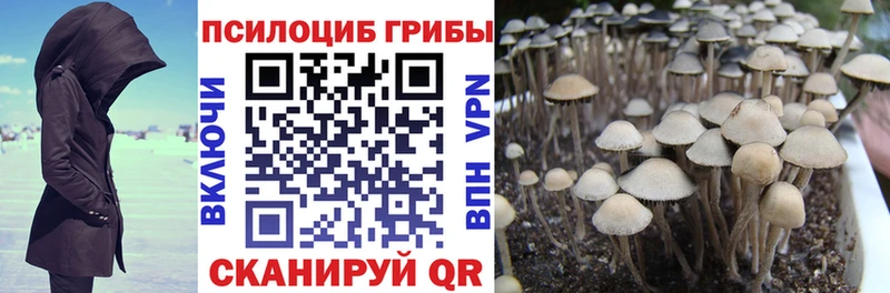 наркота  Камышин  Псилоцибиновые грибы Psilocybe 